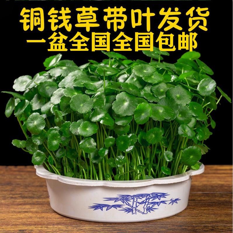 带叶带盆铜钱草水培植物水养大叶子籽三叶草包邮室内招财四季绿.