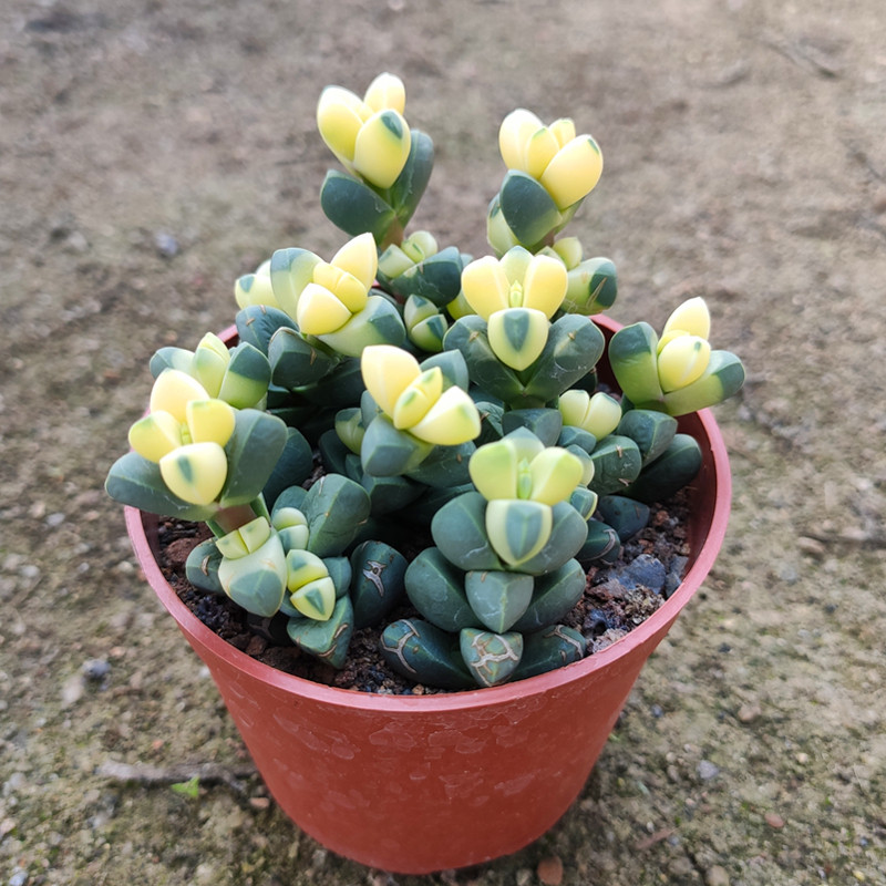 鹿角海棠锦多肉植物可爱萌肉肉桌面阳台绿植花卉盆栽防福射净化.