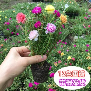 开花耐热花卉带花苞阳台. 太阳花盆栽苗重瓣新品 进口宿根多色四季