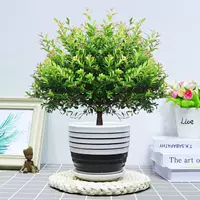 Пять -летняя свай Чинцы+Черный горизонтальный керамический бассейн и посадка в горшок