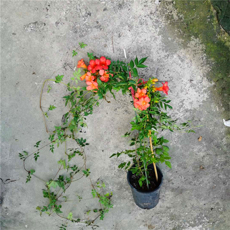 凌霄花苗爬藤花卉庭院围墙绿植红色粉色成品凌霄花盆景盆栽