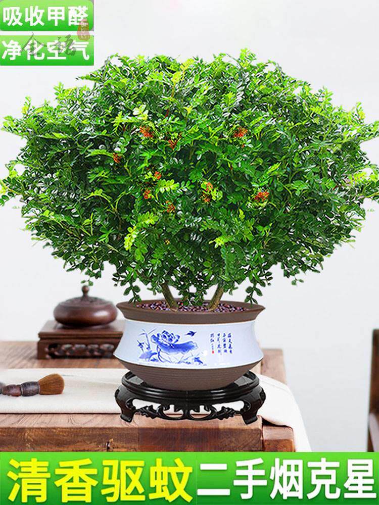 正宗清香木盆栽驱蚊绿植室内四季好养花卉植物九里香树苗老桩盆景