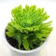 Emerald Ice Main Head с 3-5 боковыми почками, без горшка