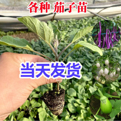 茄子苗蔬菜苗秧苗春季紫长茄青茄子苗白茄子四季辣椒西红柿盆栽苗