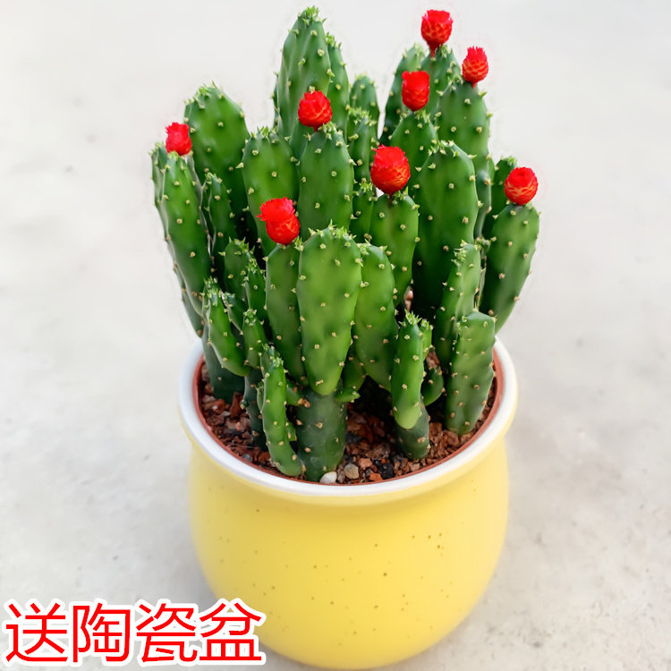 招财手多肉植物办公室内电脑防福射绿植盆栽客厅吸甲醛仙人掌花.