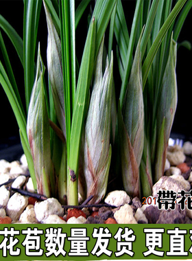 带花苞兰花苗 整颗连体春兰浓香蕙兰九头兰兰草苗 花卉绿植小盆