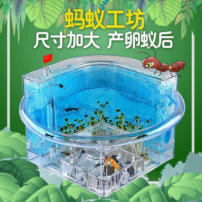 产卵蚁后蚂蚁巢穴工坊玩具日本弓背蚂蚁城堡小号蓝色