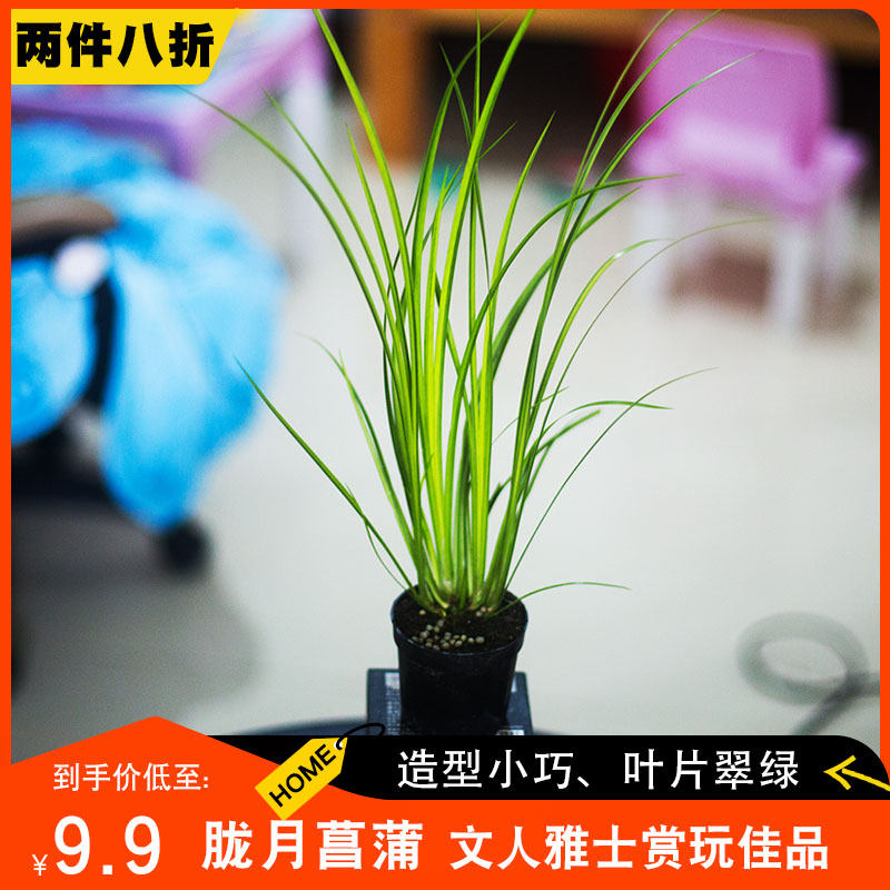 【黄金胧月】菖蒲植物盆景草水培苗虎须艾草水生鱼缸造景绿植盆栽