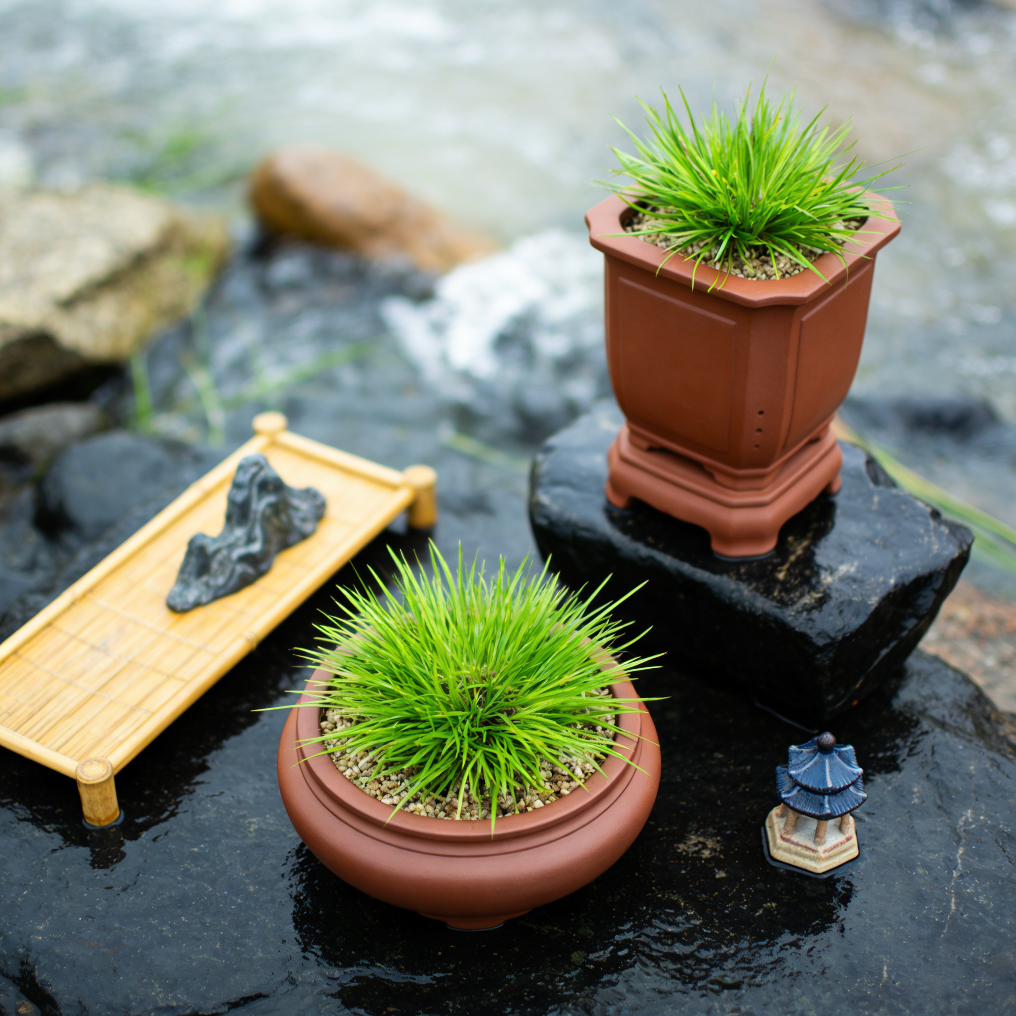【黄金姬】菖蒲苍蒲草兰草盆景迷你盆栽花卉植物矮种兰花绿植室内