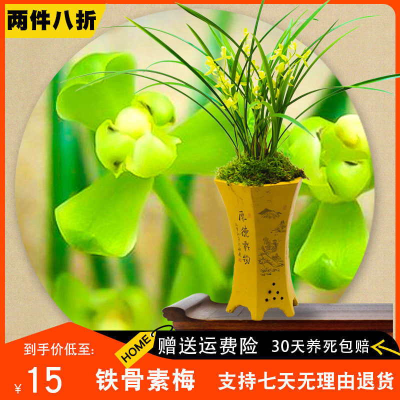 【铁骨素梅】兰花苗建兰四季兰