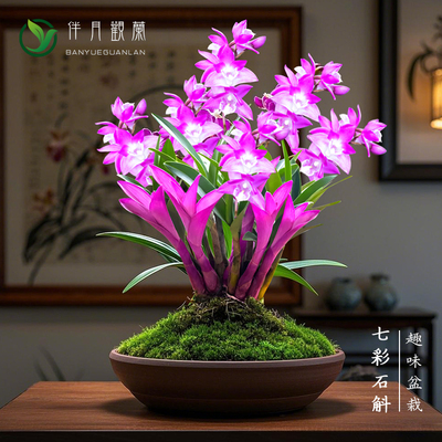 兰花苗七彩石斛兰四季好养绿植