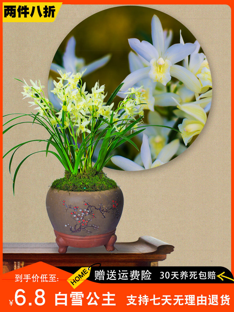 【白雪公主】兰花名贵盆栽花卉四季兰建兰带花苞浓香兰草国兰室内