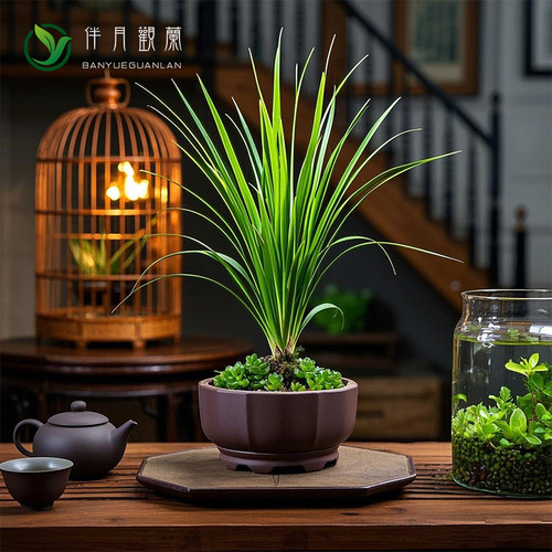 黄金胧月菖蒲植物盆景草