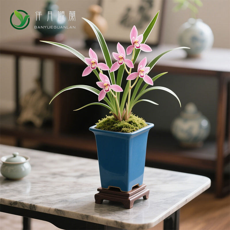 【翠韵粉蝶】兰花苗茶几春兰细叶金边名贵盆栽植物浓香兰草国兰