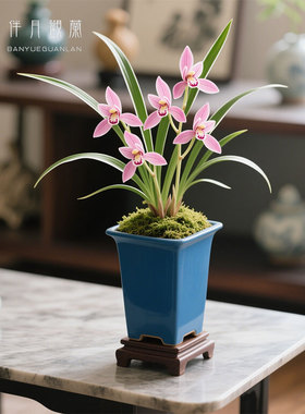 【翠韵粉蝶】兰花苗茶几春兰细叶金边名贵盆栽植物浓香兰草国兰