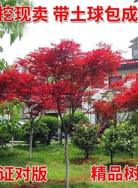 四季红枫树苗原生三季中国常年火焰日本红舞姬小庭院户外盆叶栽景