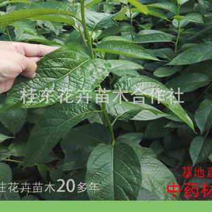 新鲜杜仲树苗 药用杜仲树杜仲苗中药材杜仲树苗包邮保湿发货