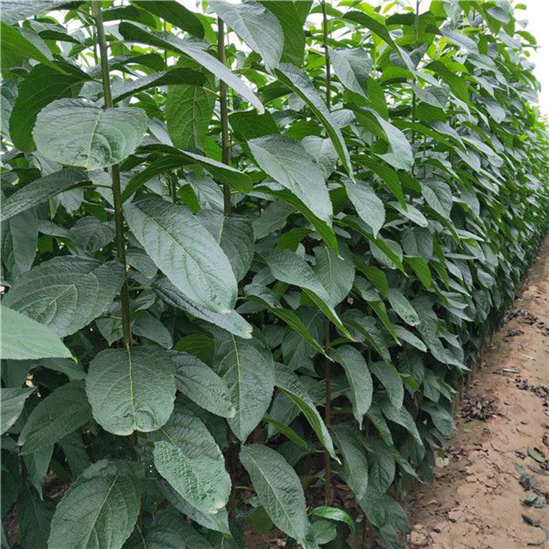 杜仲树苗药用苗木杜仲苗珍贵树苗南北方盆栽地栽绿化树野生杜仲树