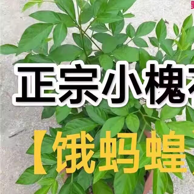 新鲜小槐花苗蛾蚂蝗苗山蚂蟥粘身草中草药豆科植物绿植保湿发