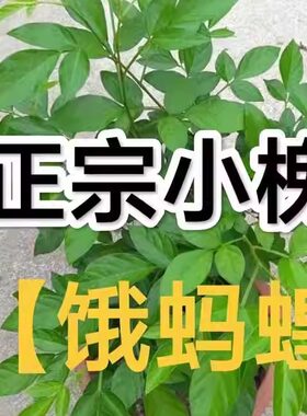 新鲜小槐花苗蛾蚂蝗苗山蚂蟥粘身