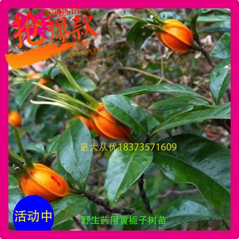 黄栀子花树苗木本山枝子品种中药材绿植盆栽花卉阳台庭院包邮