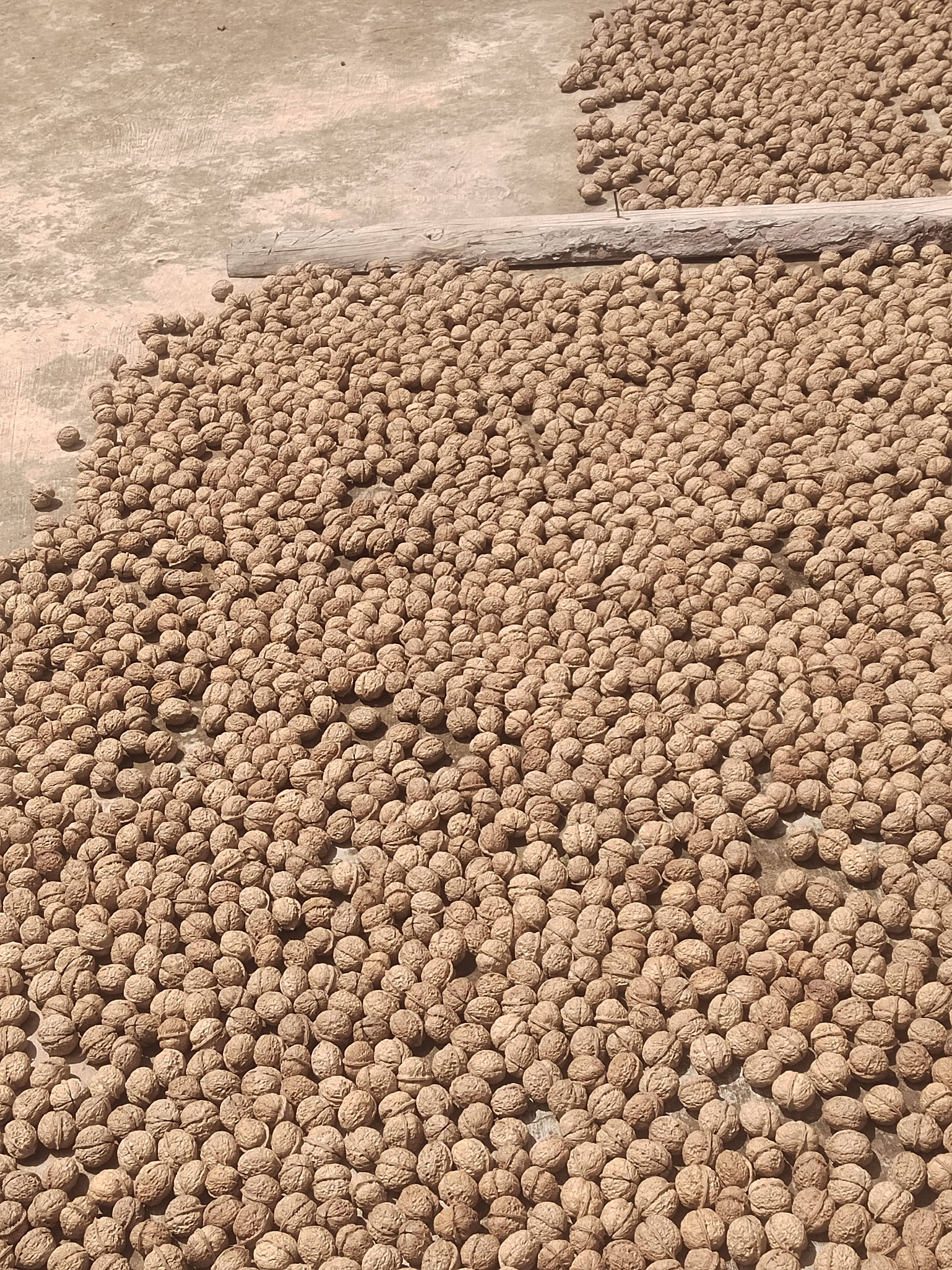 2024年新鲜湿核桃黑桃去青皮老树核桃薄皮孕妇嫩生核桃去皮新货