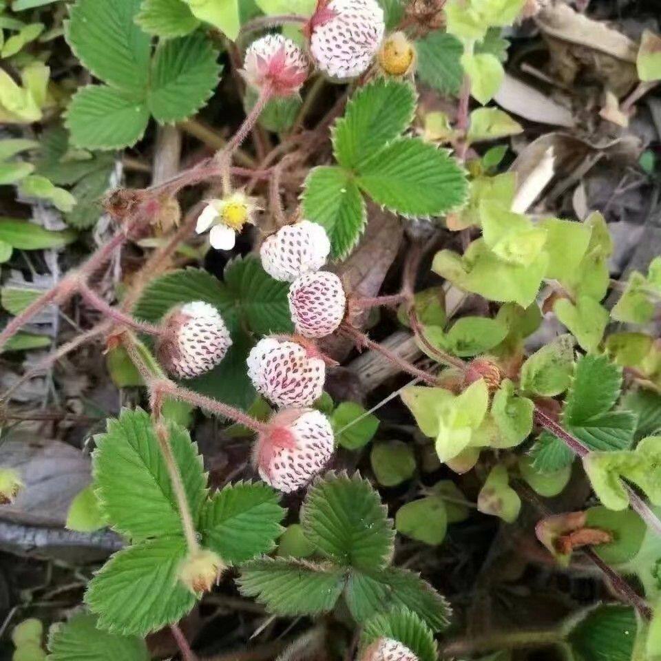 云南白草莓野草莓白蒙白米泡白泡儿当季带花苞发货