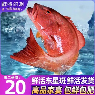 【鲜活发货】东星斑鲜活深海海捕老虎斑鱼非冷冻海鲜水产年货礼盒