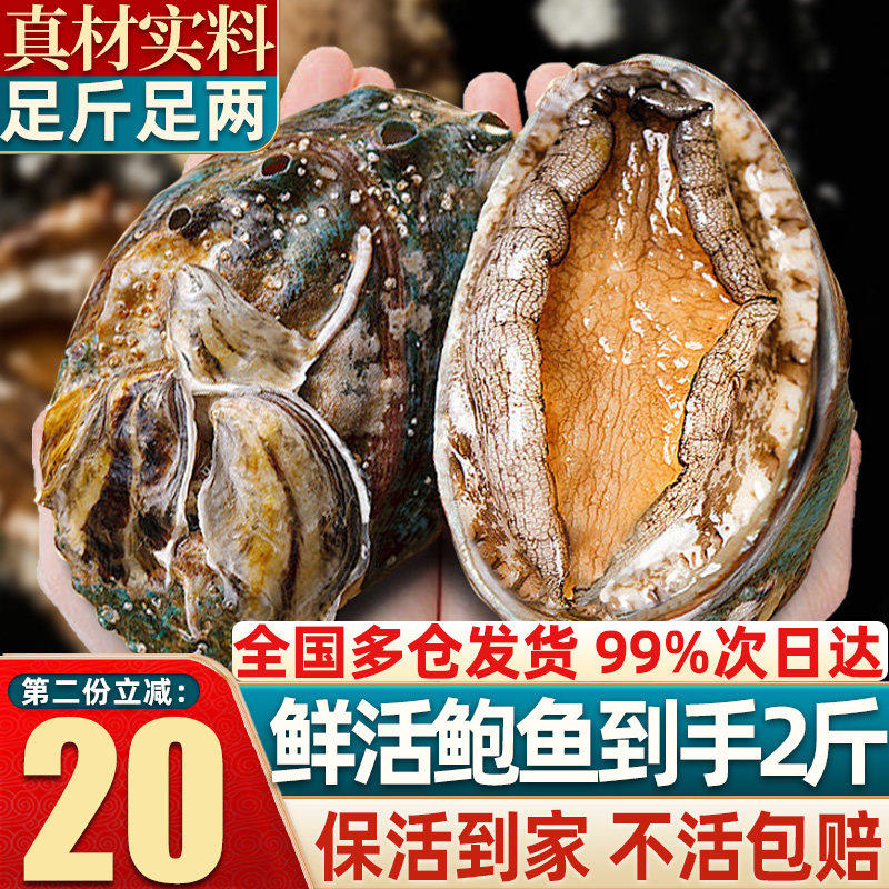 【包活】鲍鱼鲜活海鲜水产新鲜超大特大活鲍鱼生鲜小干鲍食材批发