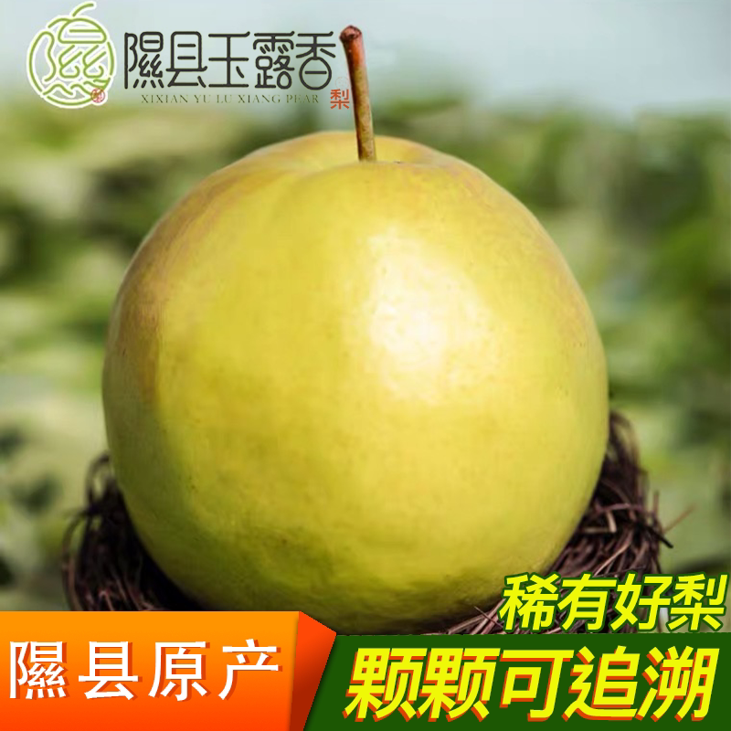 山西省隰县玉露香梨脆甜多汁细能无渣新鲜水果8/10斤精选大果正宗