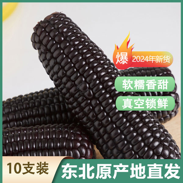【25年头采】东北头茬鲜食玉米棒10穗真空黑甜糯玉米粗粮苞米新鲜