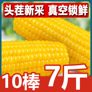 东北鲜食糯玉米棒真空包装 试吃2根 香甜粘玉米粗粮 2025年头茬