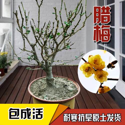 浓香型树苗腊梅盆景观花植物四季