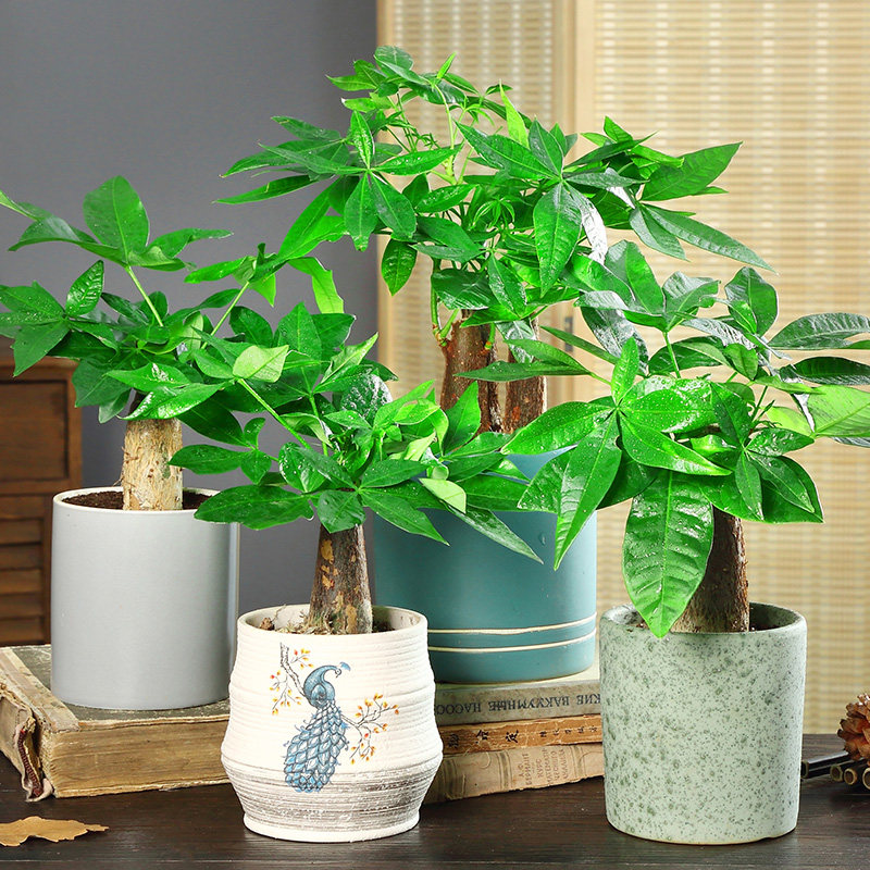 发财树盆栽植物室内小盆景四季常青绿植客厅办公室盆栽花卉招财树