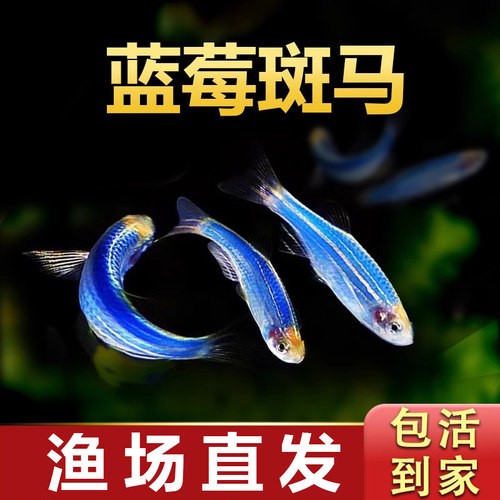 蓝莓斑马热带淡水小型鱼好养耐活