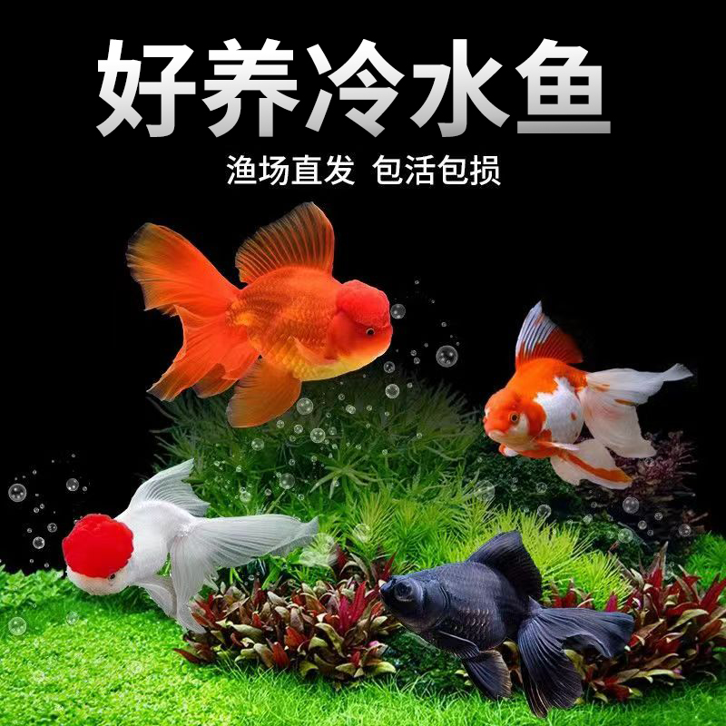 金鱼活鱼冷水观赏鱼好养易活