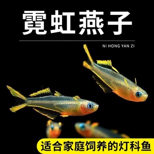 霓虹燕子鱼新郎官珍珠阿鲁橘红燕子灯科鱼热带热带鱼观赏活体包活