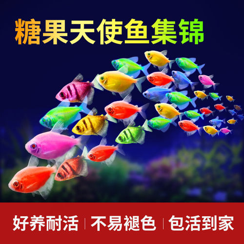 天使鱼彩群鱼小型热带观赏鱼
