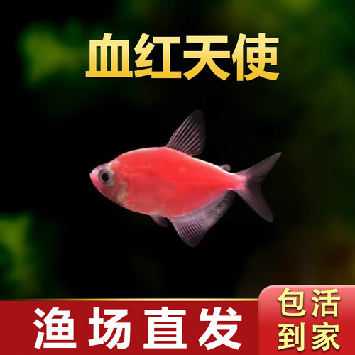 血红天使淡水热带鱼小型观赏鱼