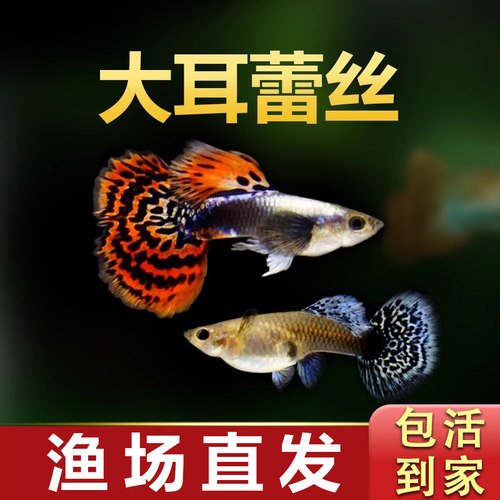 大耳蕾丝精品孔雀鱼观赏小鱼