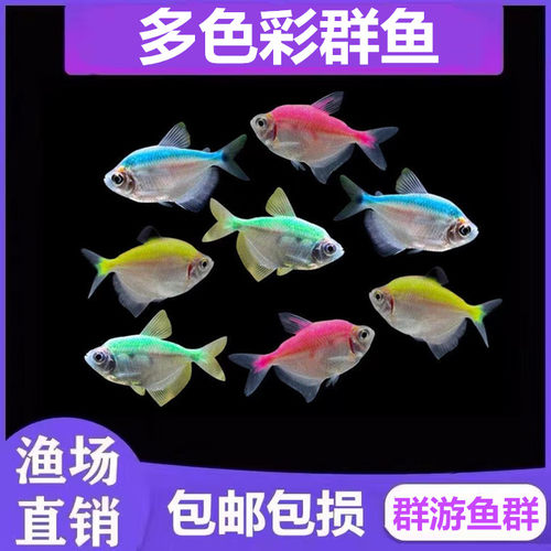 幻倪彩群鱼接吻鱼新手好养