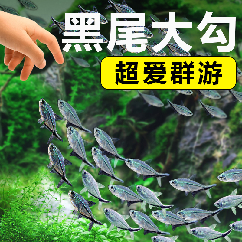 超爱群游精品黑尾大勾鱼好养耐活