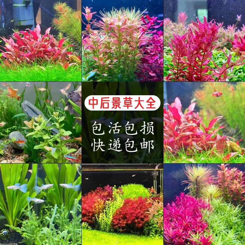 鱼缸水草植物活懒人水榕沉木莫斯真草阴性蜈蚣草增氧草缸造景套餐