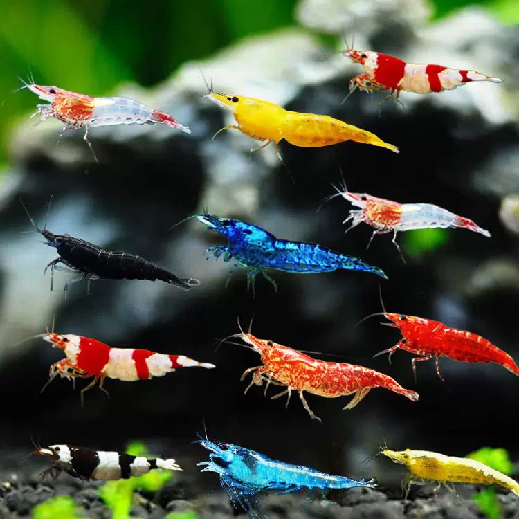 极火虾黑壳虾淡水除藻观赏虾