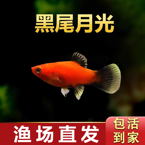 黑尾月光鱼胎生鱼热带小型活体鱼