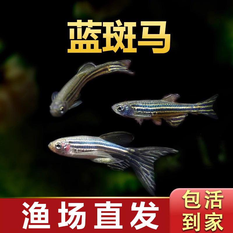 蓝斑马小型热带观赏鱼