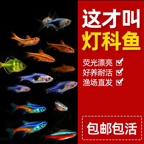 灯科鱼红绿灯群游鱼淡水好养