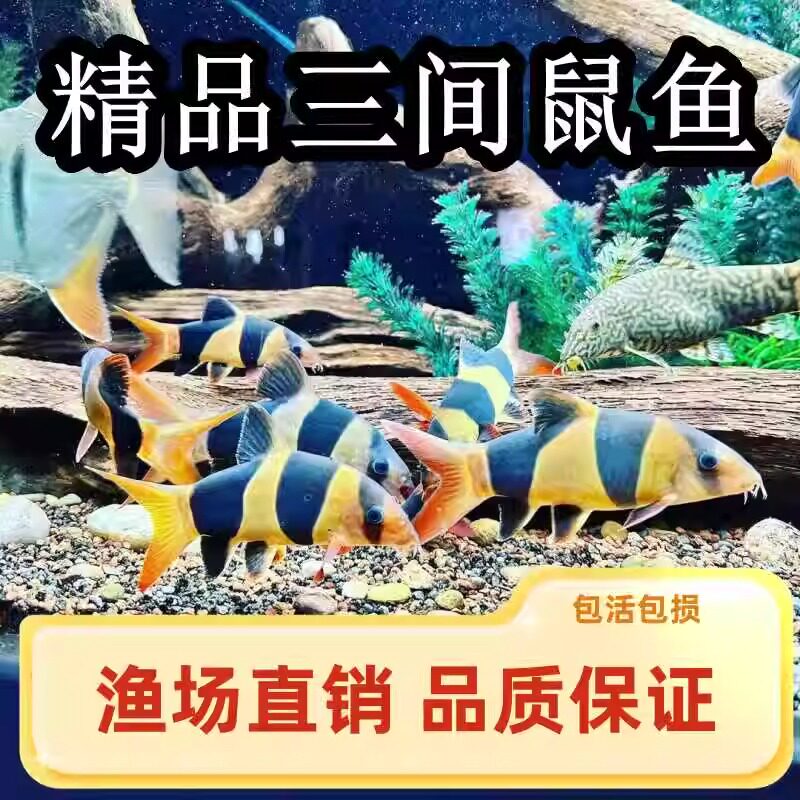鱼缸清洁三间鼠除藻清洁鱼图片