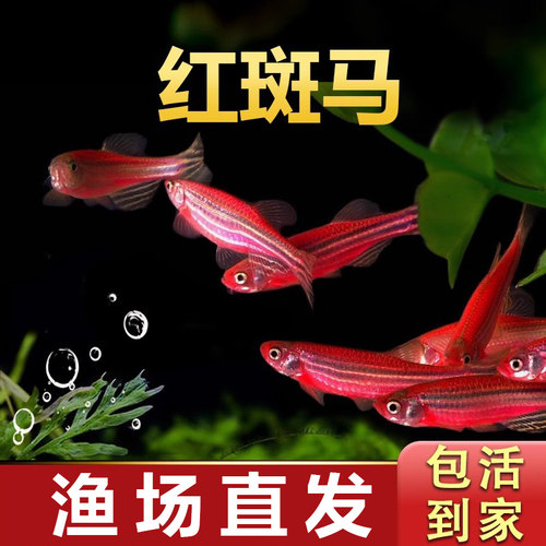 红斑马热带小型鱼观赏鱼好养耐活
