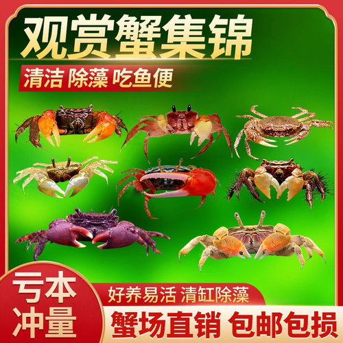 迷你蟹辣椒蟹可与小鱼混养